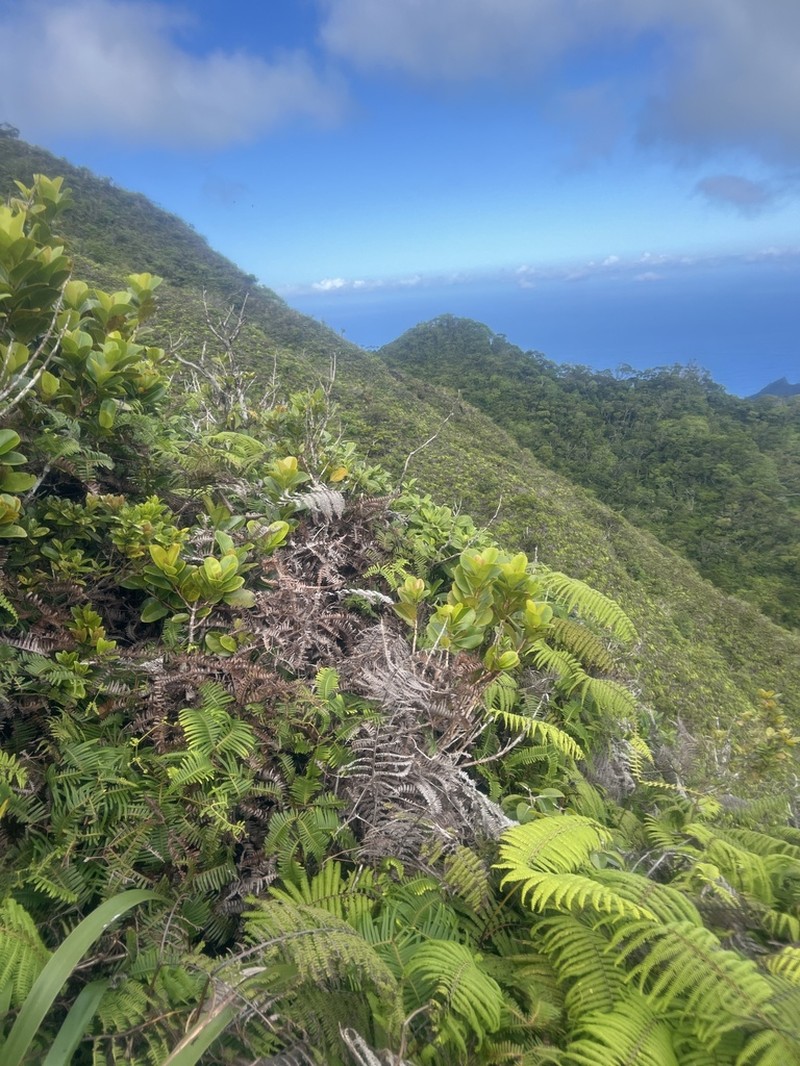 Wahiawa Mountain Labordia photo 7