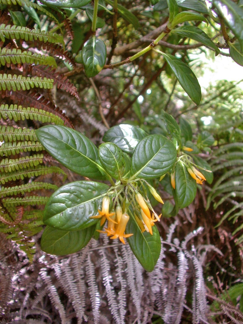 Wahiawa Mountain Labordia photo 8