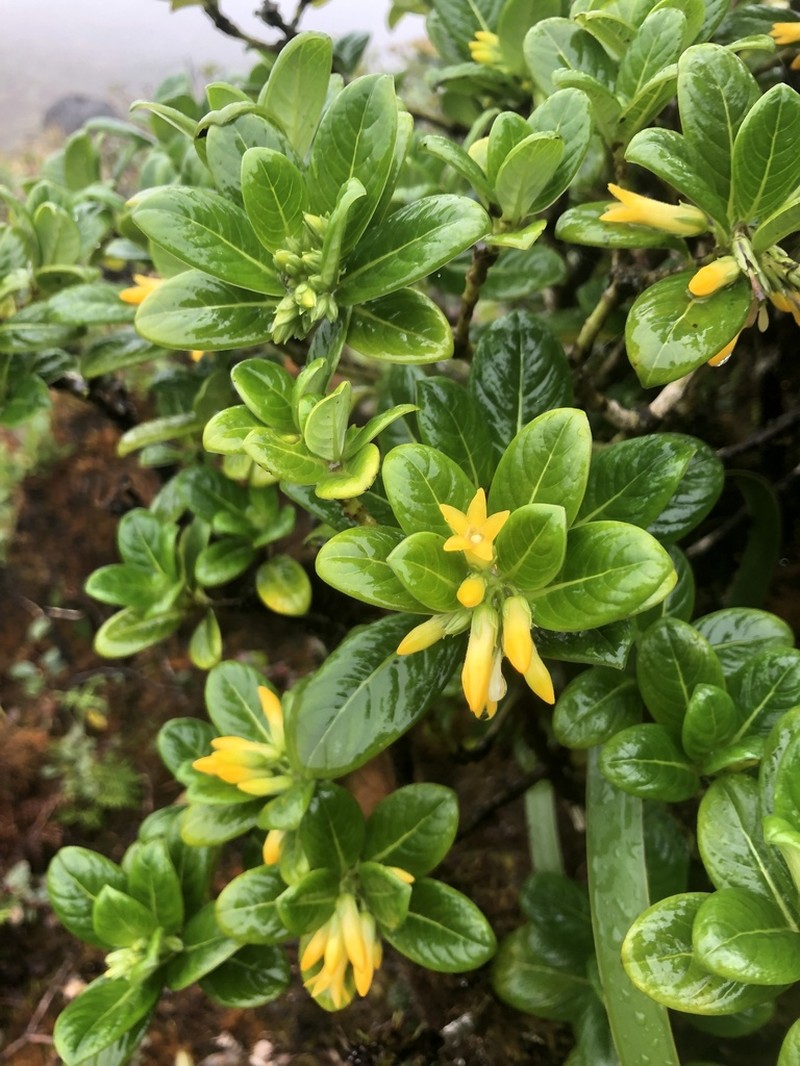 Kauai Labordia
