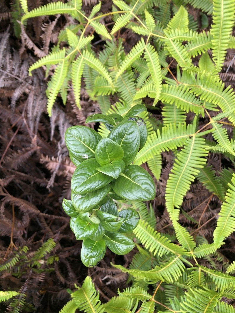 Kauai Labordia photo 3