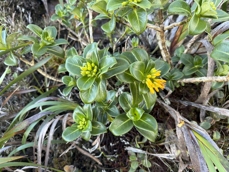 Kauai Labordia photo 4