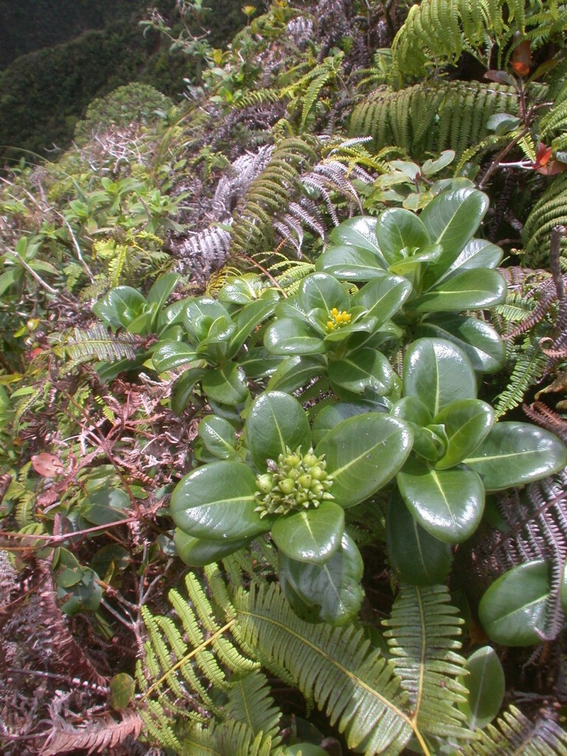 Kauai Labordia photo 5