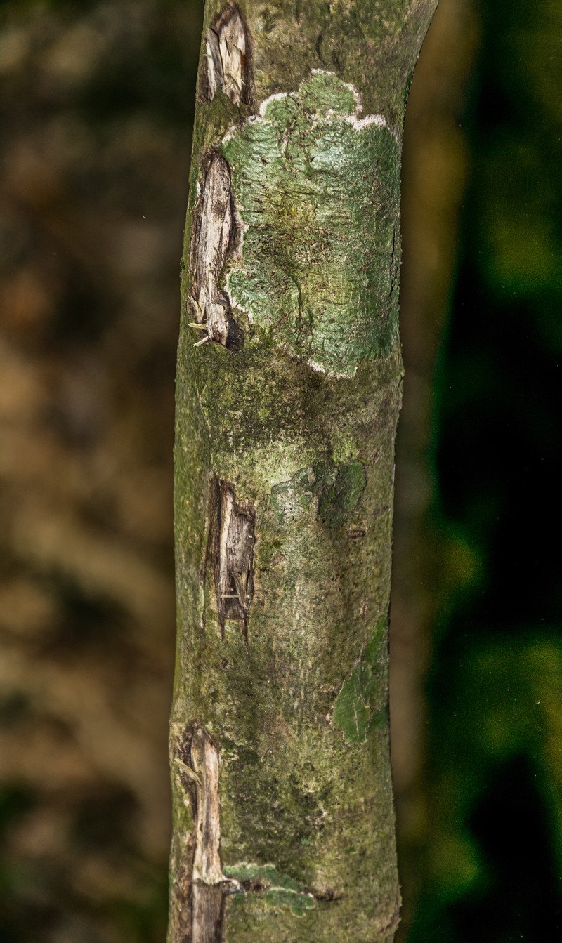 Rock Geniostoma photo 4