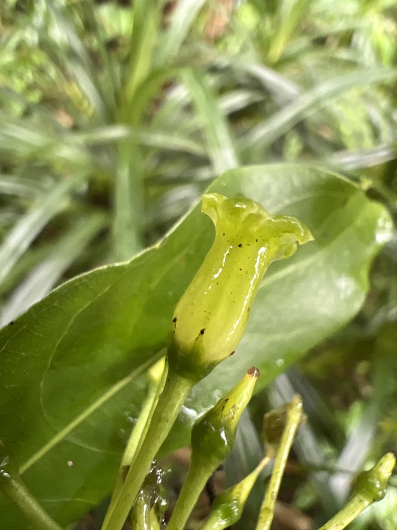 Geniostoma tinifolium var. tinifolium photo 2