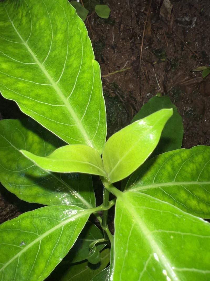 Geniostoma tinifolium var. tinifolium photo 3