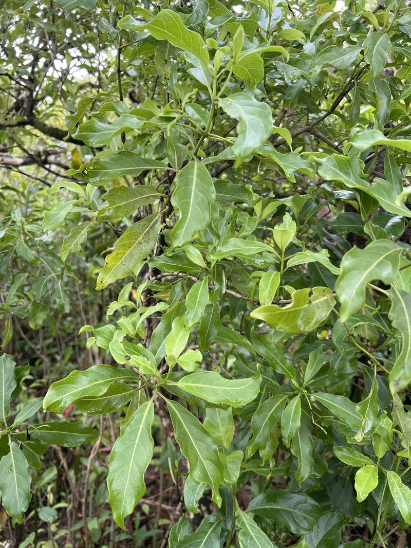 Geniostoma tinifolium var. tinifolium photo 4