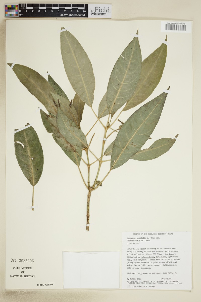 Geniostoma tinifolium var. wahiawaense photo 3