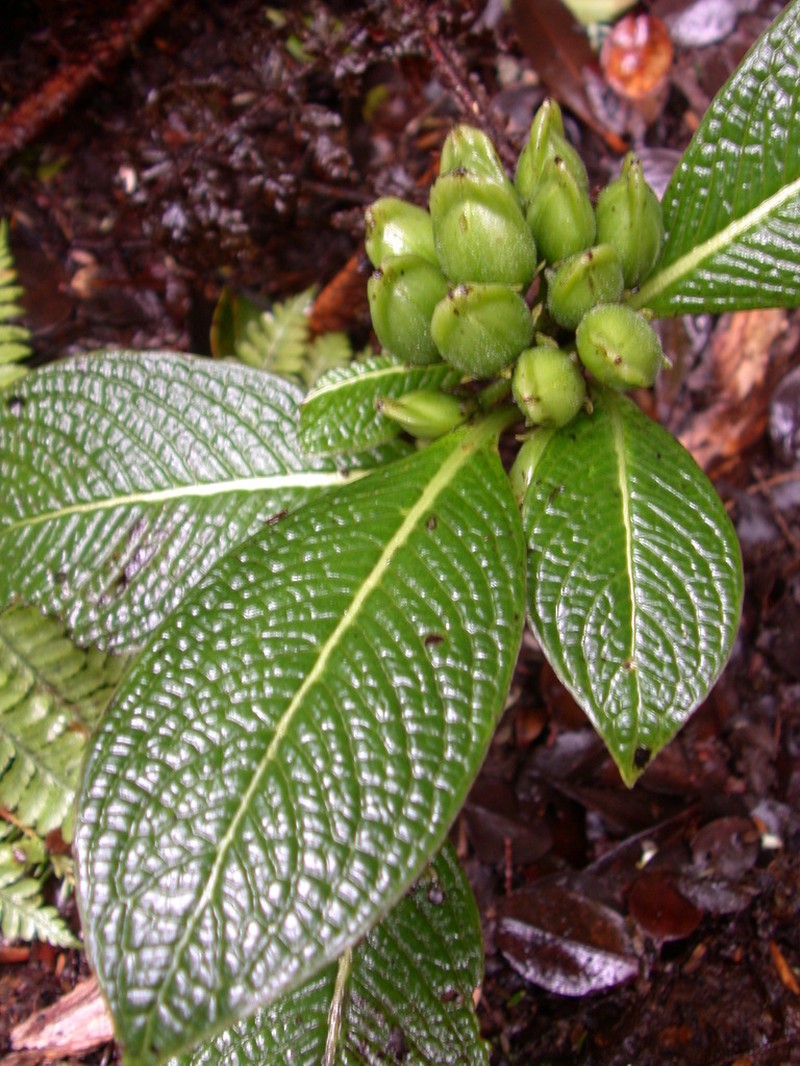 Maui Labordia