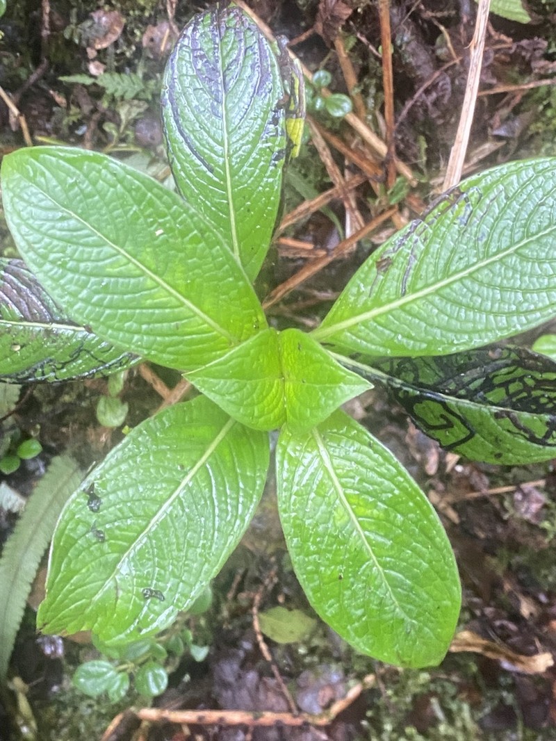 Maui Labordia photo 4