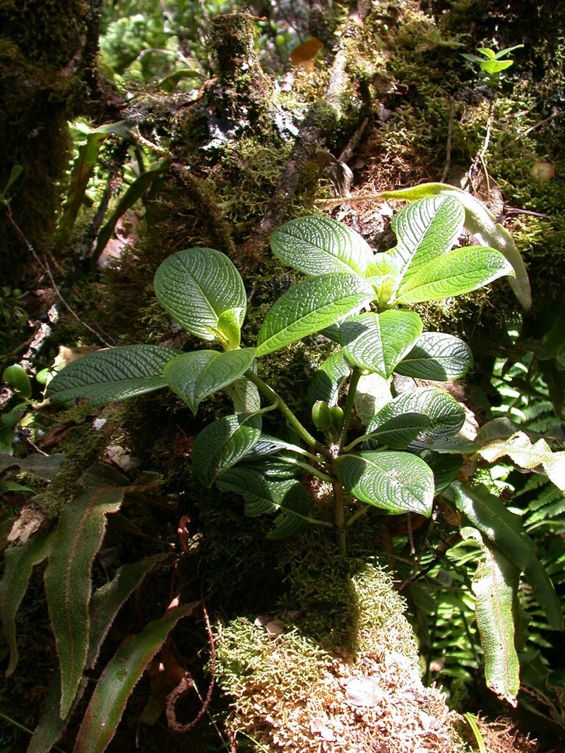 Maui Labordia photo 5