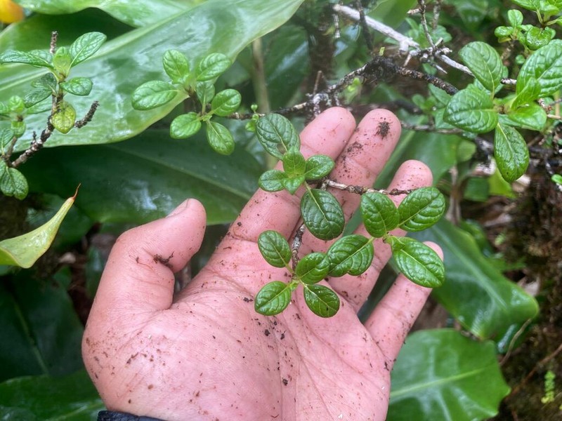 Kamakahala Lau Li'I