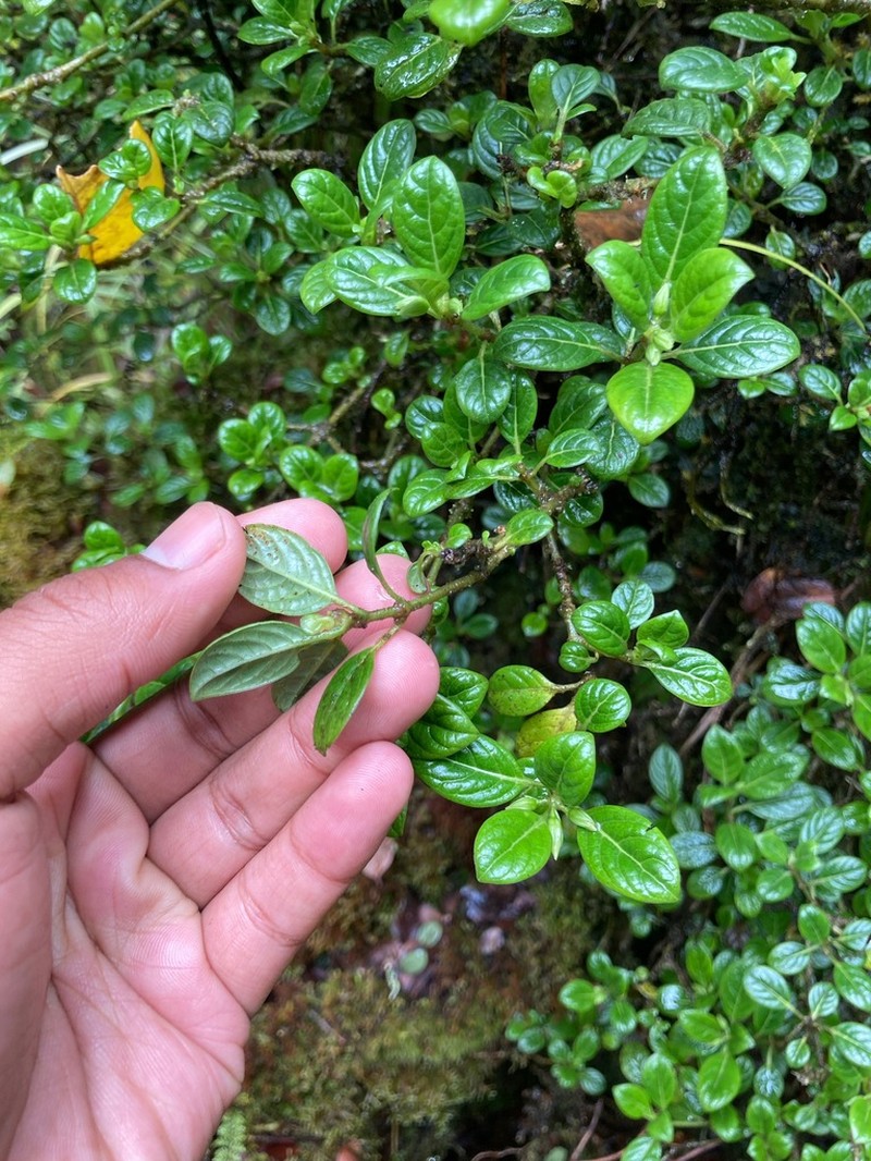 Kamakahala Lau Li'I photo 3