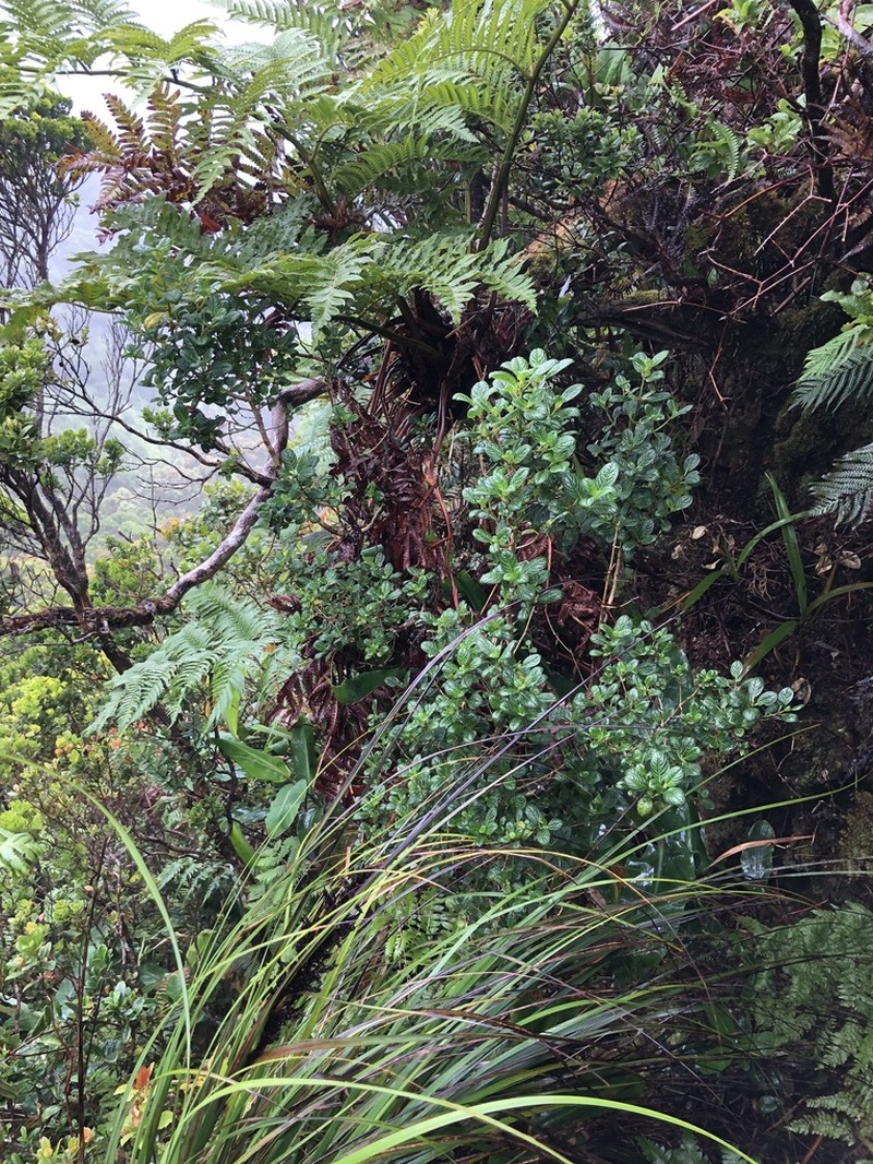 Kamakahala Lau Li'I photo 6