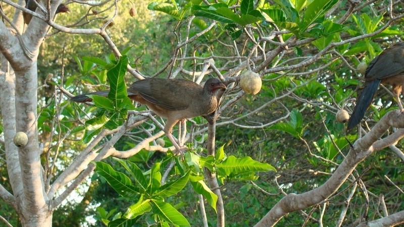Jagua
