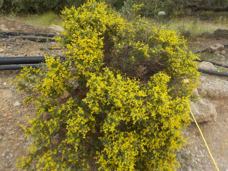 Genista acanthoclada subsp. acanthoclada