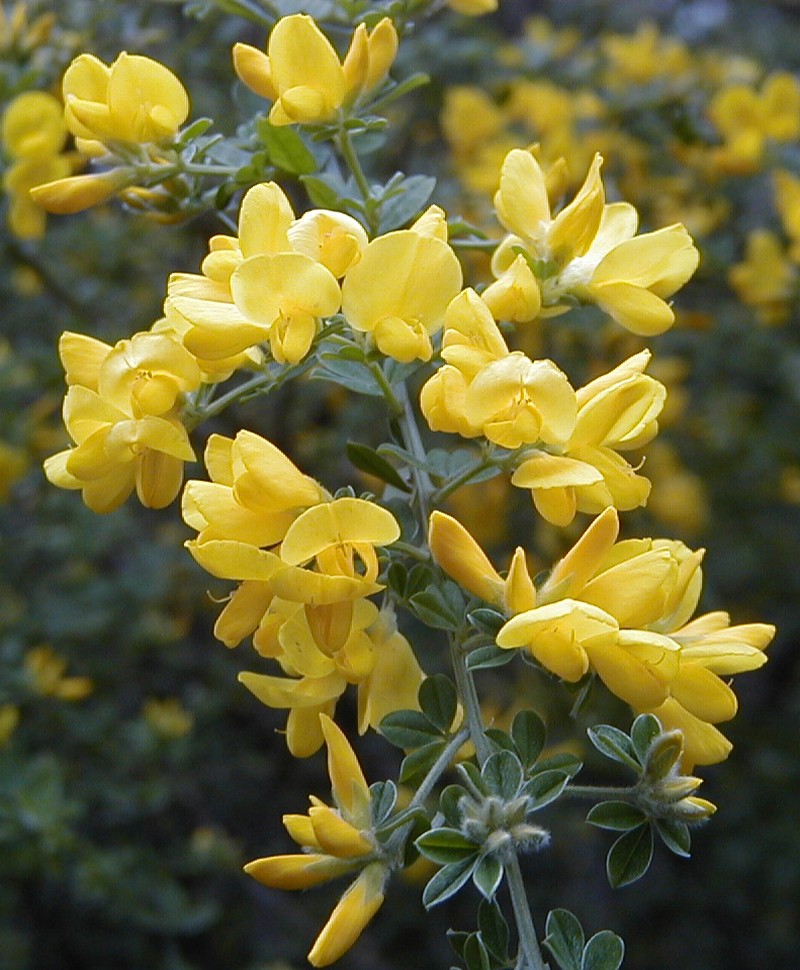 Canary Broom