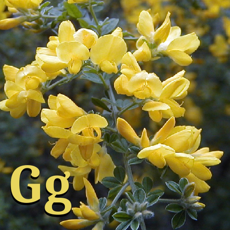 Canary Broom photo 2