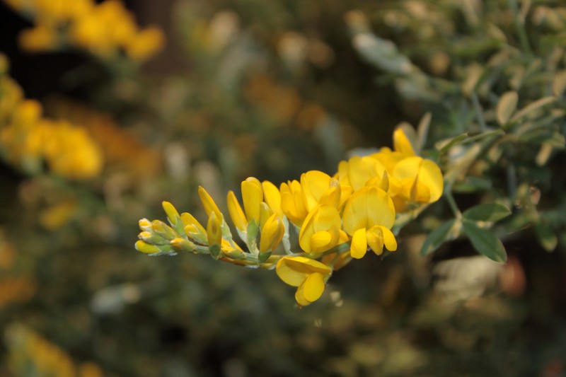 Canary Broom photo 3
