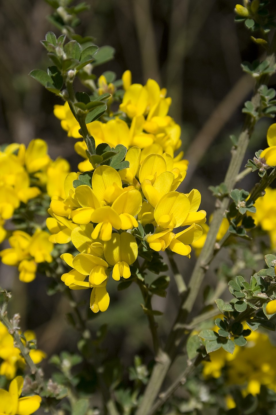 Canary Broom photo 4