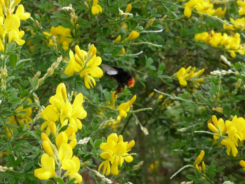 Canary Broom photo 5