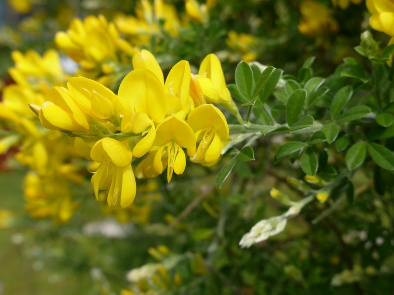 Canary Broom photo 6