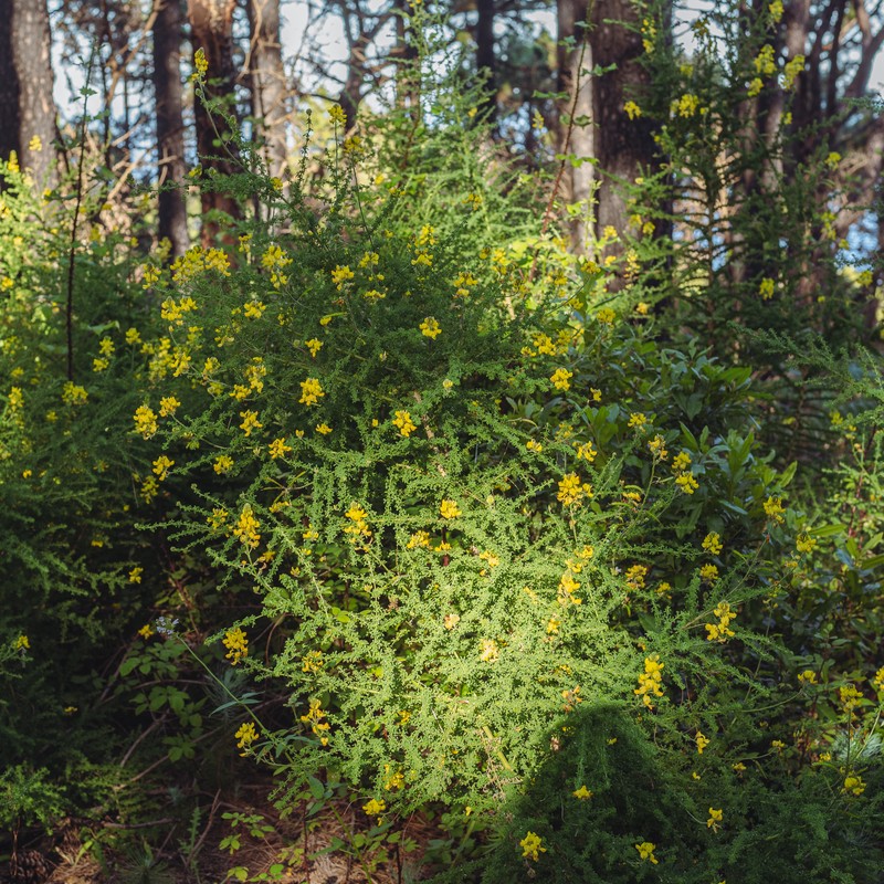 Canary Broom photo 7