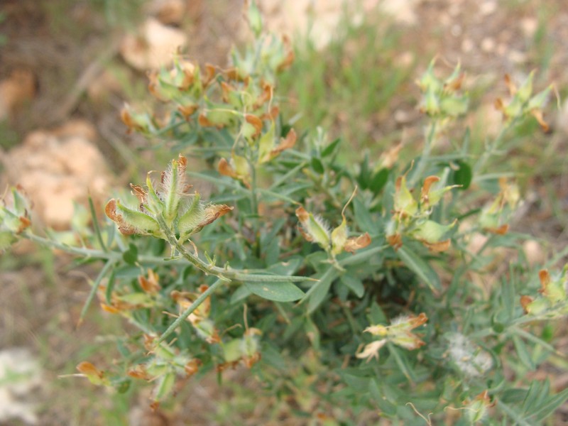 Genista cephalantha subsp. cephalantha photo 2