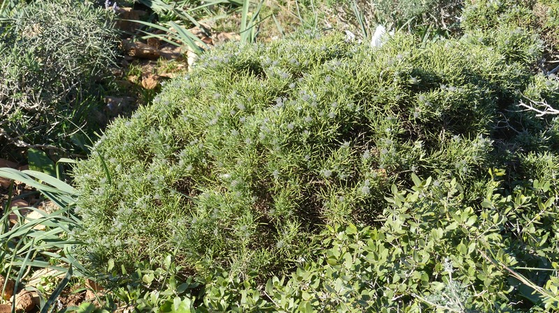 Genista cephalantha subsp. cephalantha photo 3