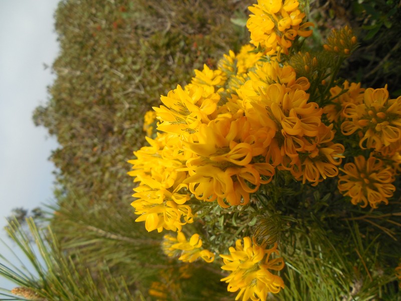 Genista cephalantha subsp. cephalantha photo 4