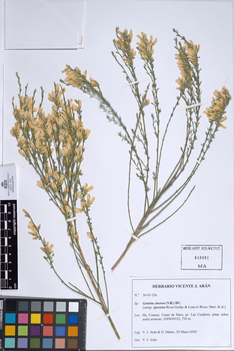 Genista cinerea subsp. cinerea