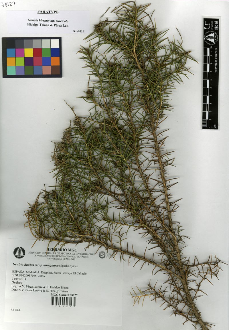 Genista hirsuta subsp. silicicola