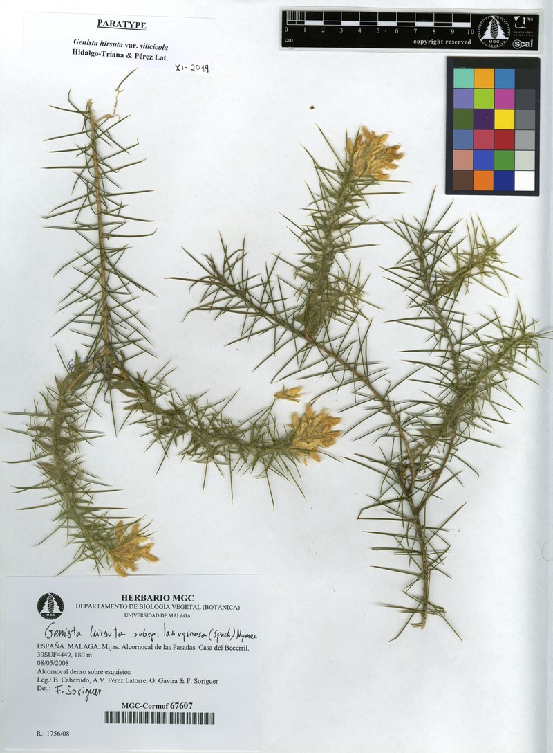 Genista hirsuta subsp. silicicola photo 2