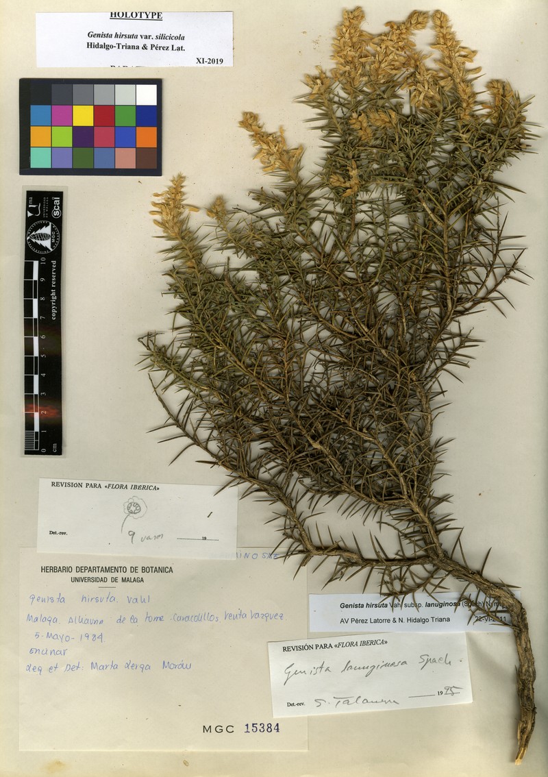 Genista hirsuta subsp. silicicola photo 3