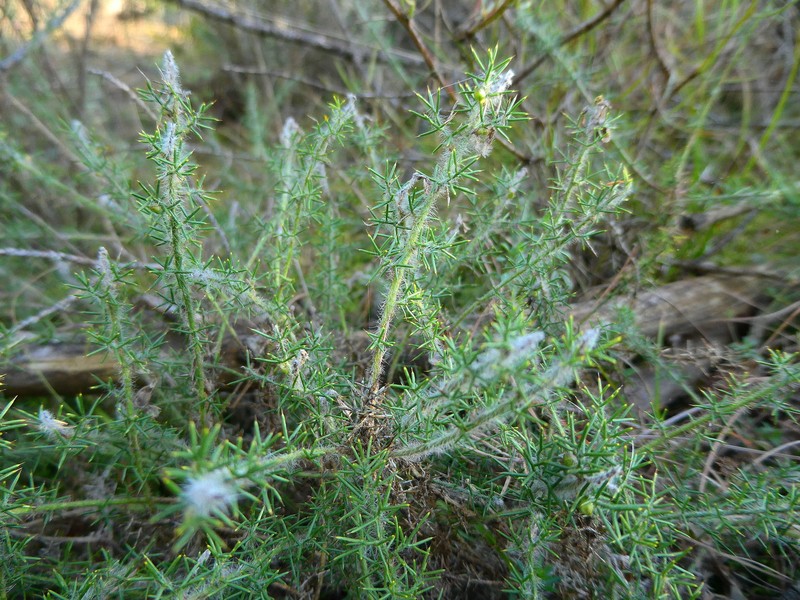 Genista hispanica subsp. hispanica