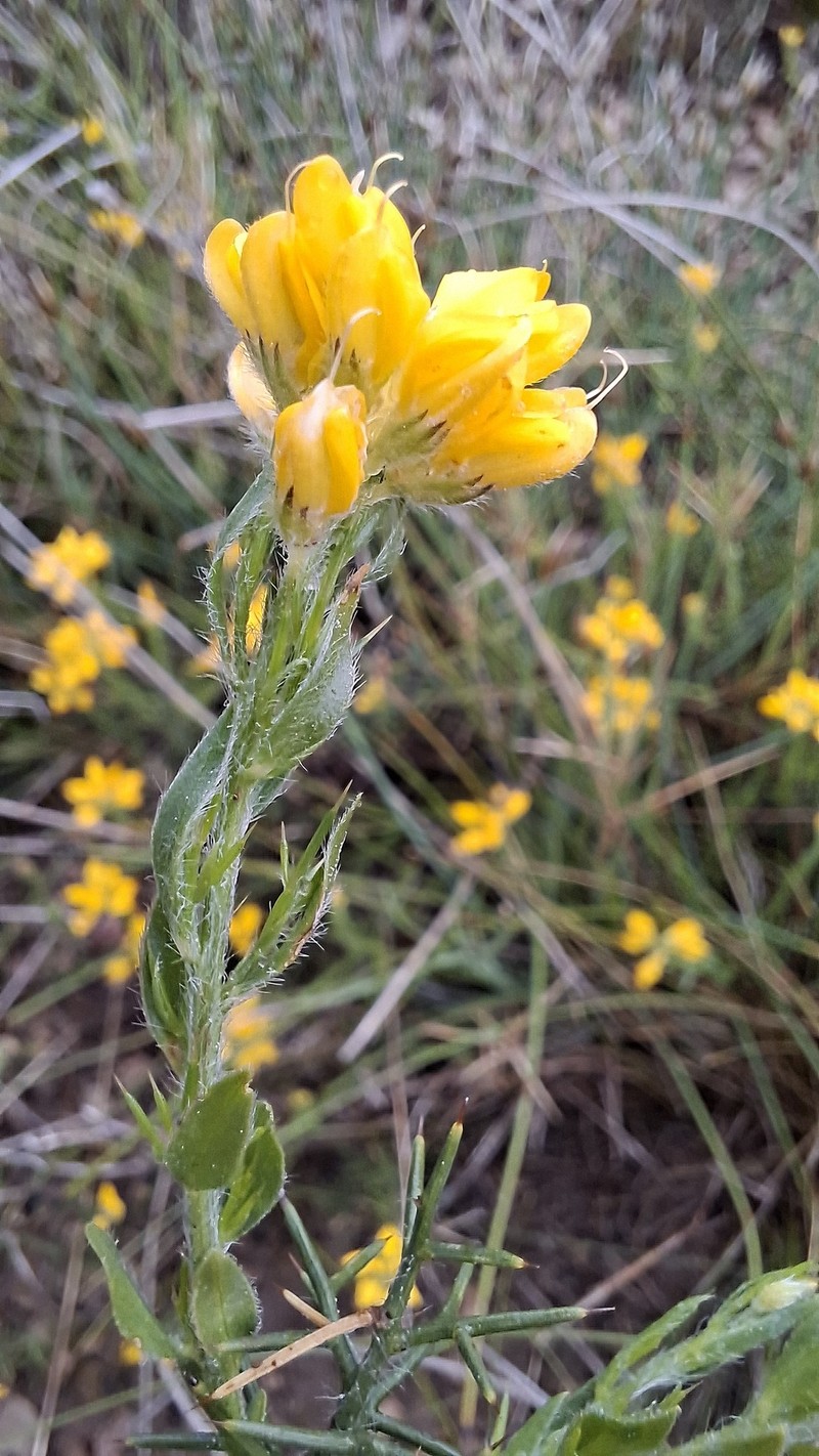 Genista hispanica subsp. hispanica photo 2
