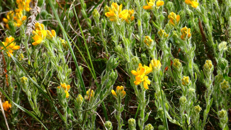 Genista hispanica subsp. hispanica photo 3