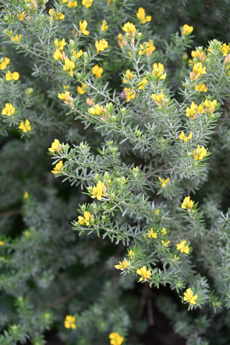 Mediterranean Broom photo 2
