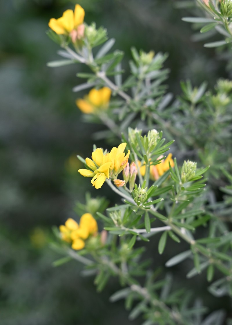 Mediterranean Broom photo 3