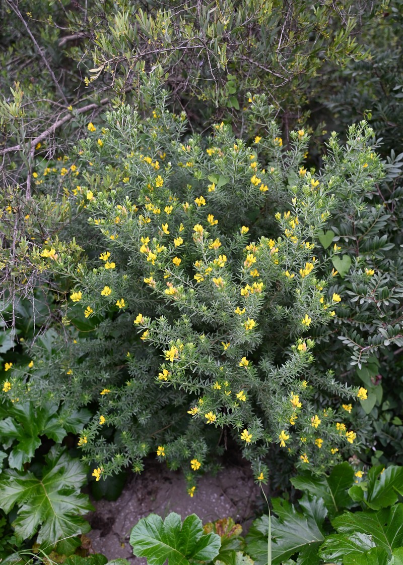 Mediterranean Broom photo 4