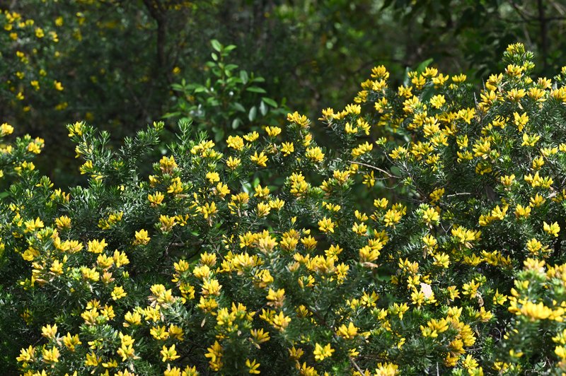 Mediterranean Broom photo 6