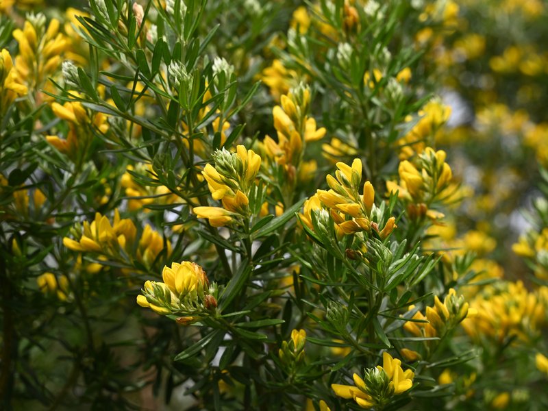 Mediterranean Broom photo 7