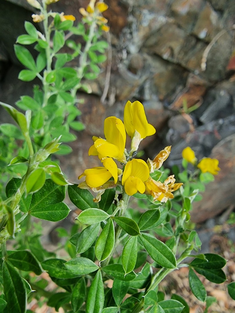 Madeira Dyer's Greenweed