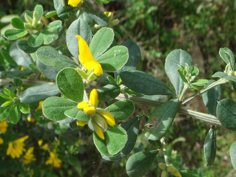 French Broom photo 5