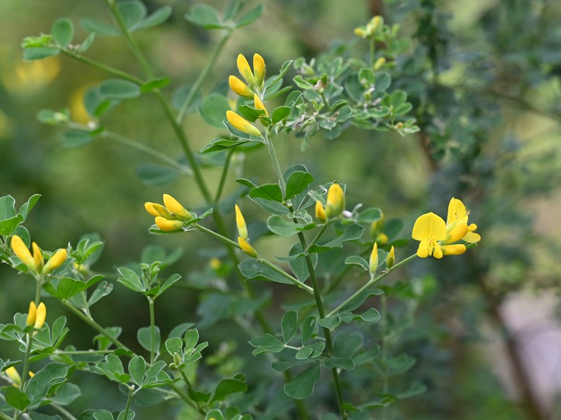 French Broom photo 2