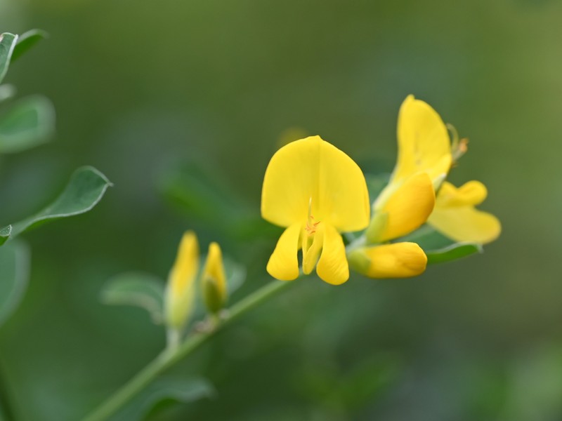 French Broom photo 3