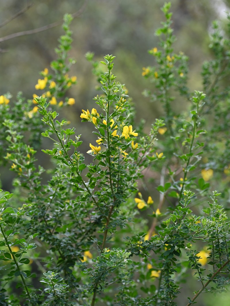 French Broom photo 4