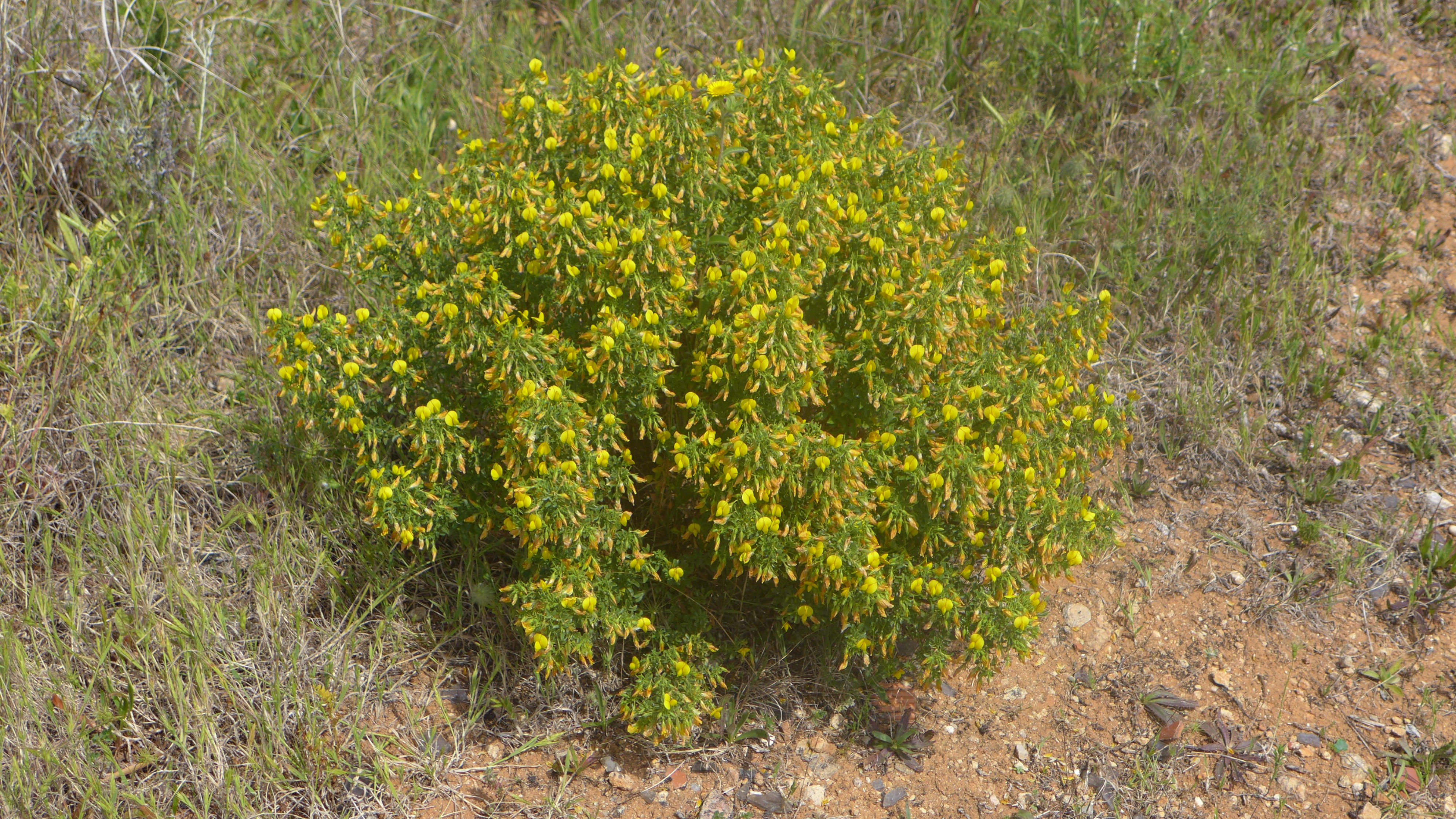 French Broom photo 8