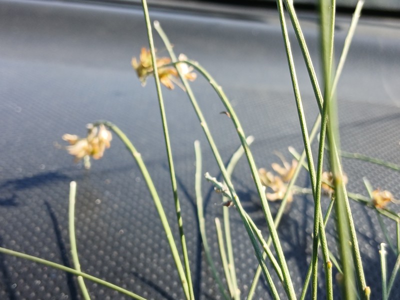 Genista numidica subsp. numidica