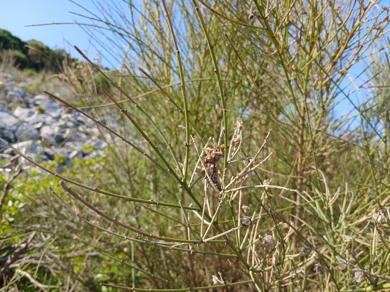 Genista numidica subsp. numidica photo 2