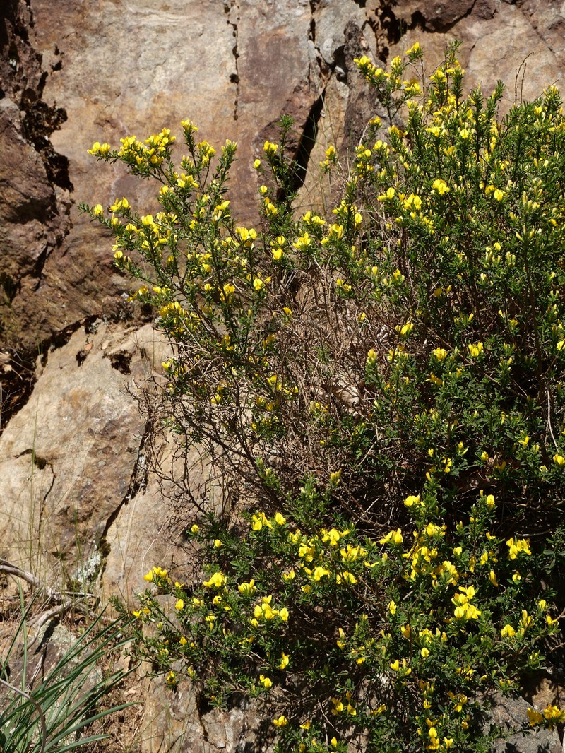 Genista pilosa subsp. cebennensis